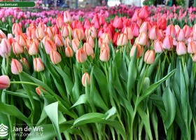 Tulipa Zantucot ® (1)